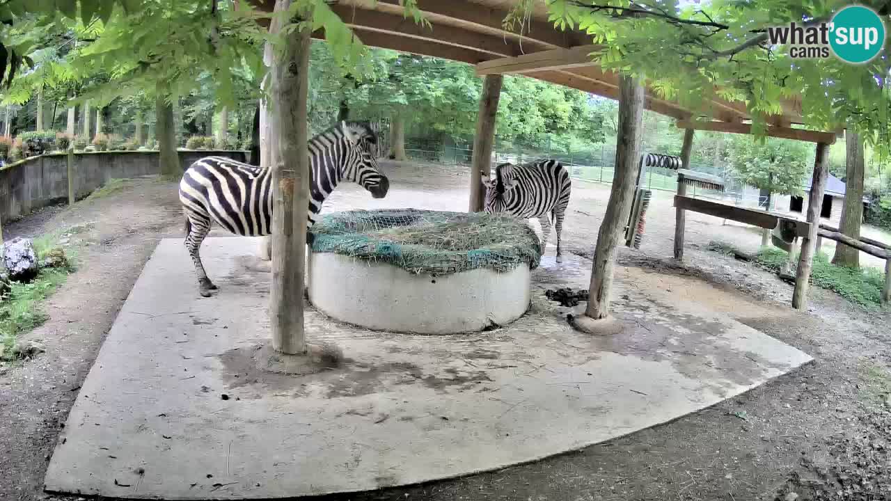 Live webcam Les zèbres in Ljubljana ZOO – Slovénie
