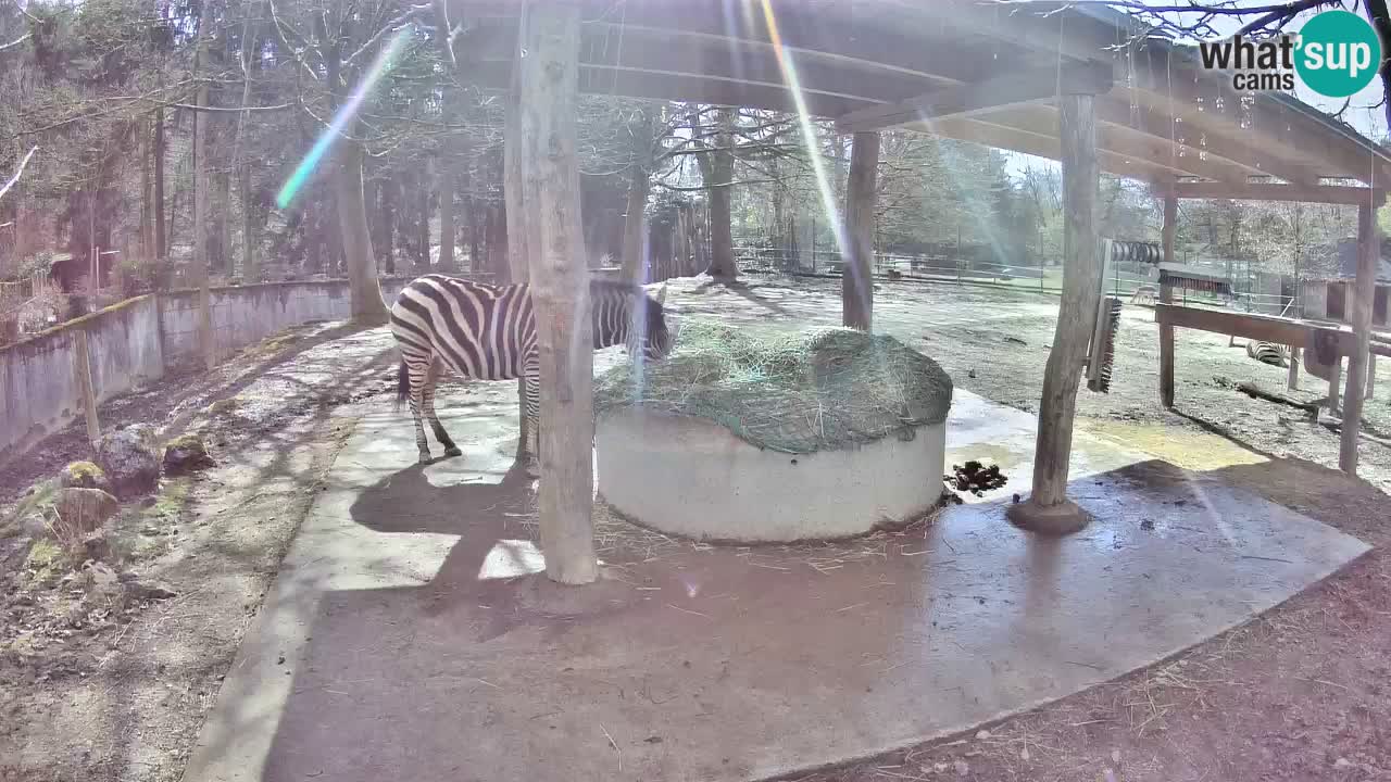 Live webcam Les zèbres in Ljubljana ZOO – Slovénie