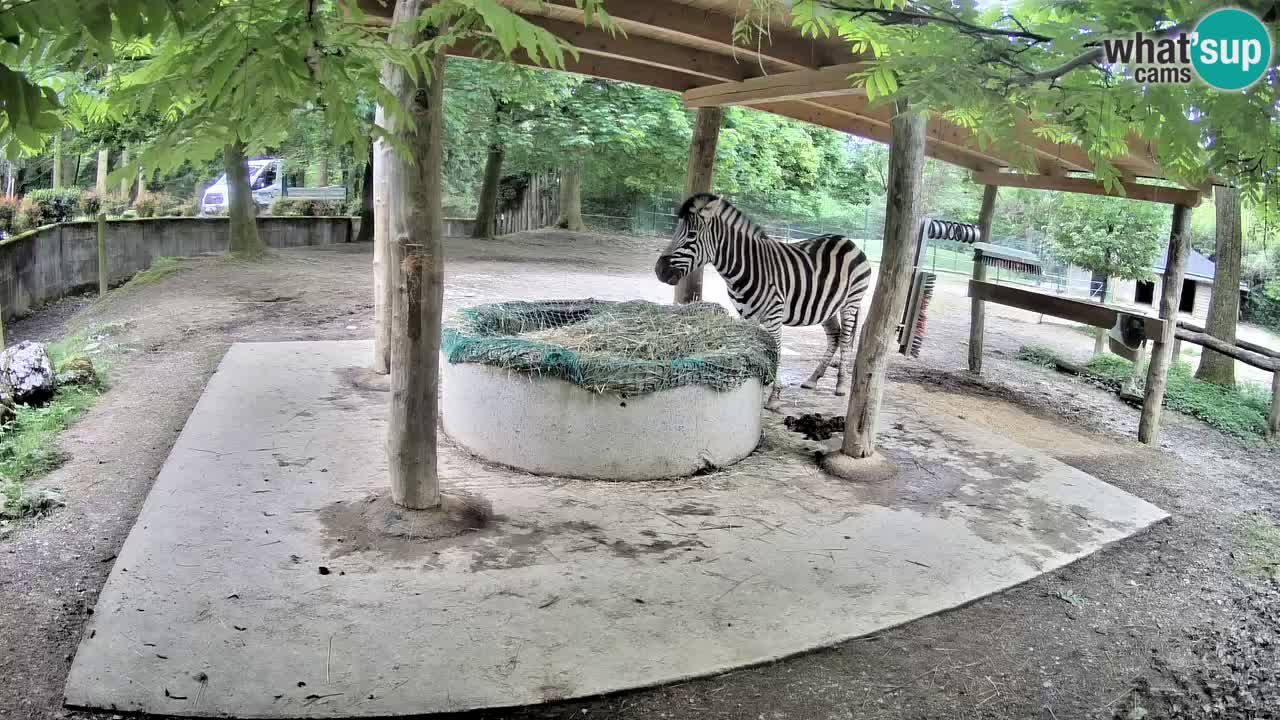Web kamera uživo Zebras u ZOO Ljubljana – Slovenija