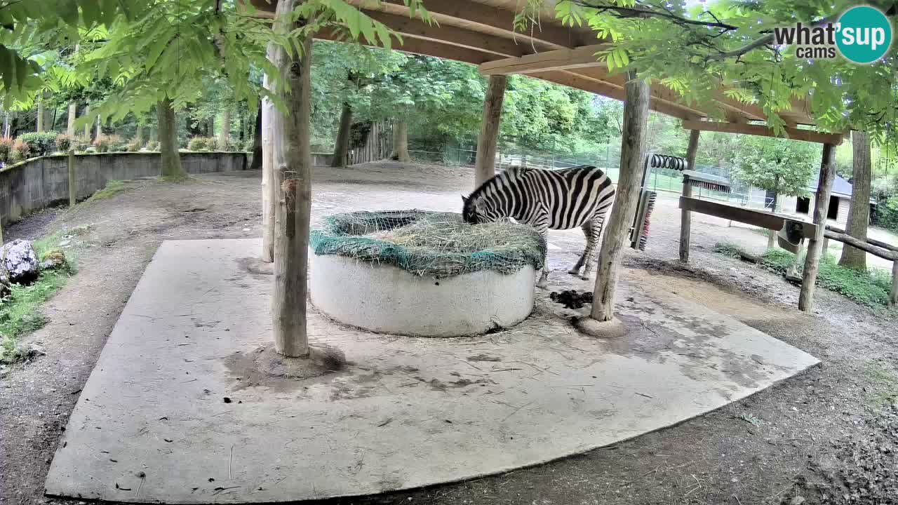 Web kamera uživo Zebras u ZOO Ljubljana – Slovenija