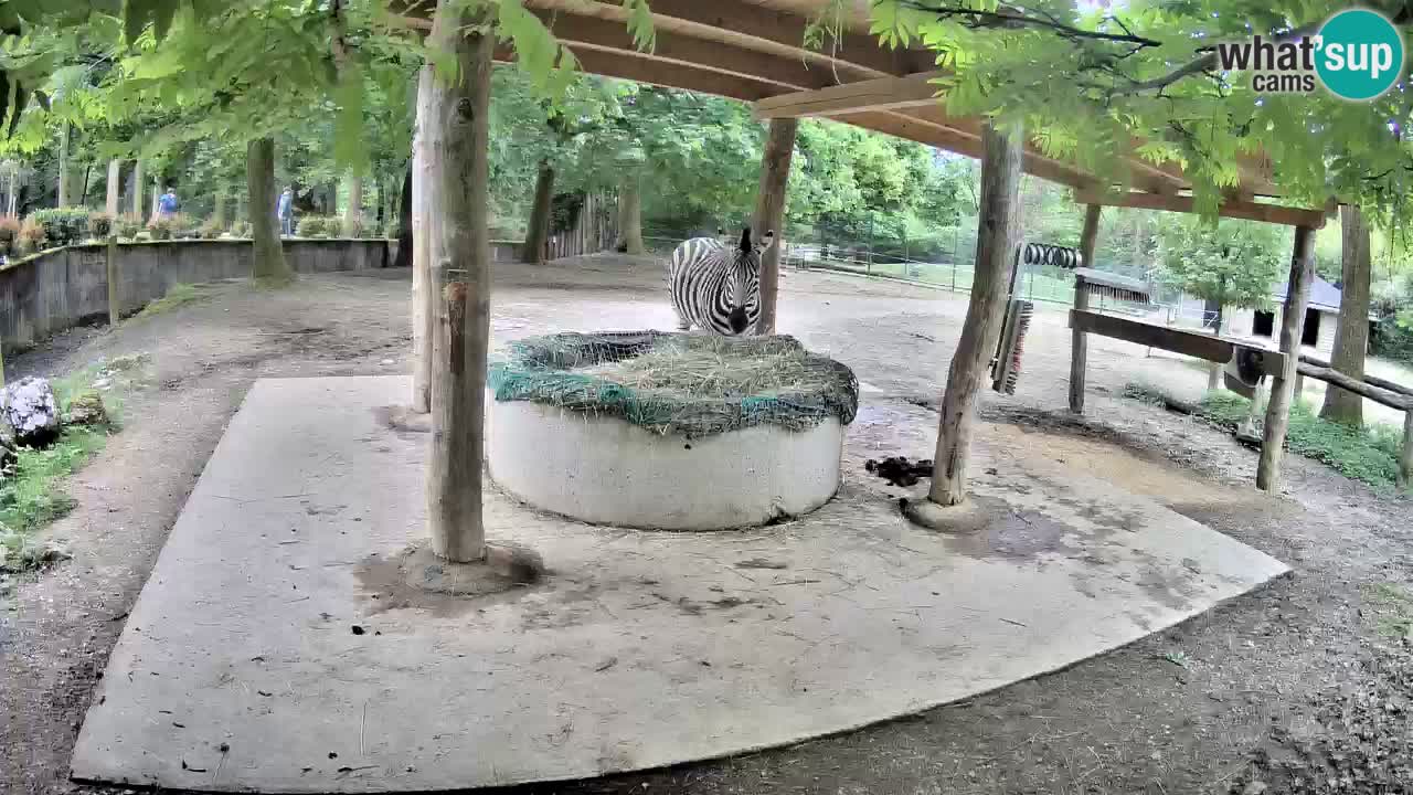 Web kamera uživo Zebras u ZOO Ljubljana – Slovenija
