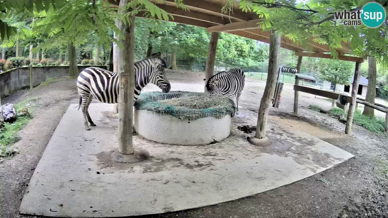 Live webcam Zebras in Ljubljana ZOO – Slovenia