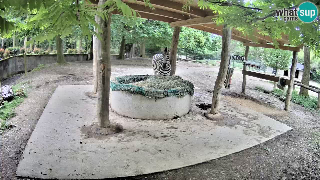 Le Zebre nello ZOO di Ljubljana – Slovenia Live webcam
