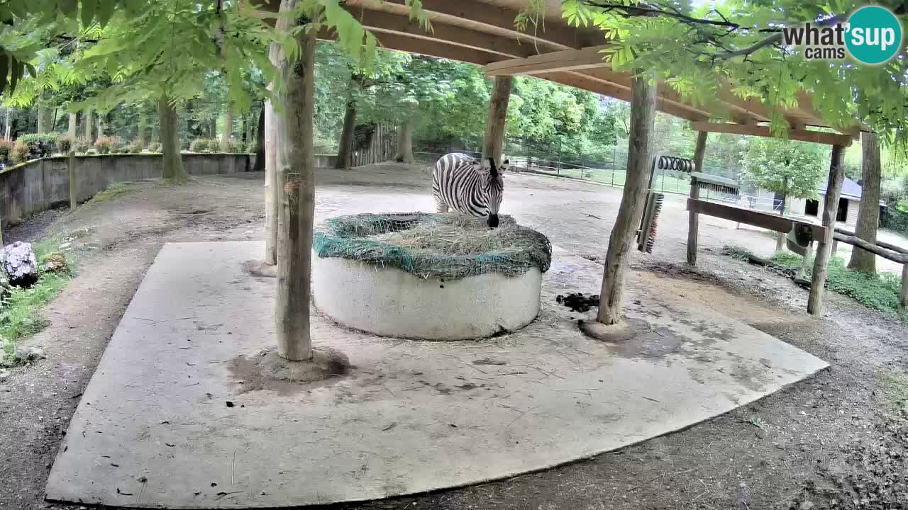 Live Webcam Zebras in Ljubljana ZOO – Slowenien