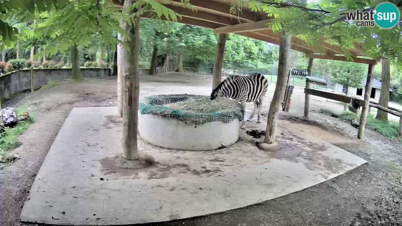 Zebre v živo v živalskem vrtu Ljubljana ZOO spletne kamere