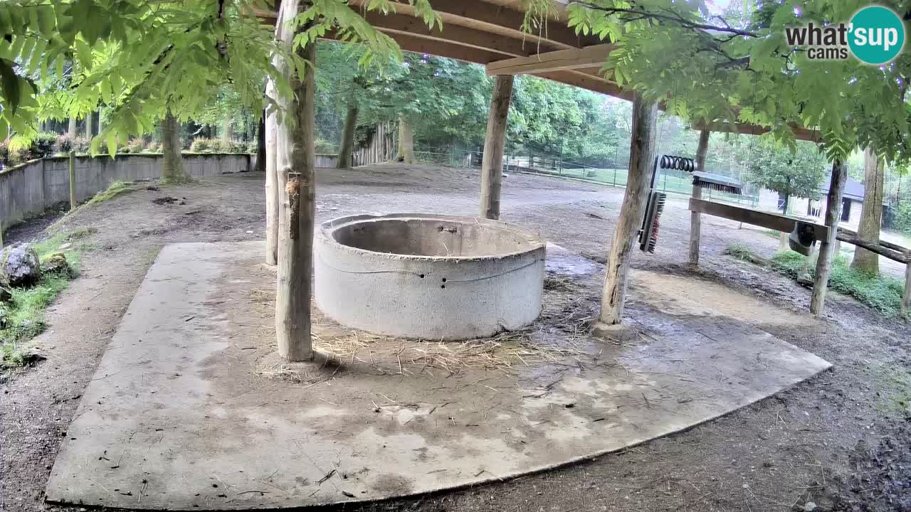 Zebre v živo v živalskem vrtu Ljubljana ZOO spletne kamere