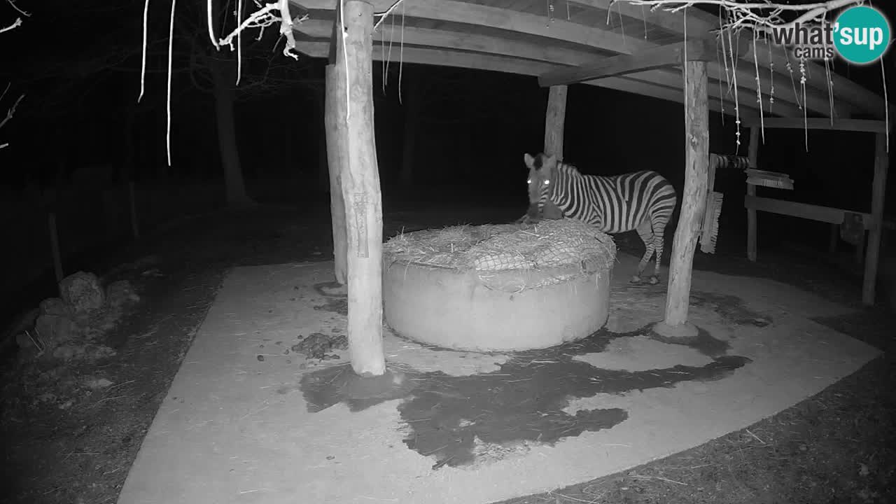 Live webcam Les zèbres in Ljubljana ZOO – Slovénie