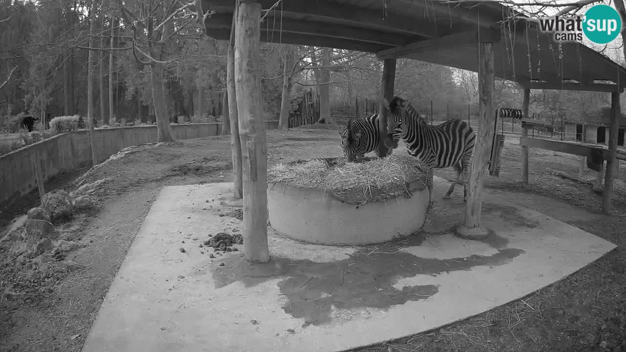 Live webcam Les zèbres in Ljubljana ZOO – Slovénie