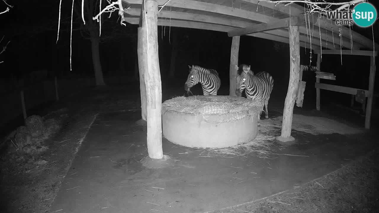 Live webcam Zebras in Ljubljana ZOO – Slovenia