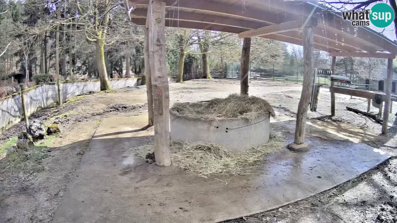 Live webcam Les zèbres in Ljubljana ZOO – Slovénie