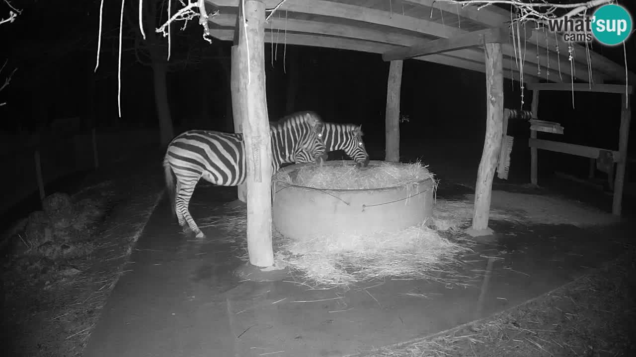 Live webcam Les zèbres in Ljubljana ZOO – Slovénie