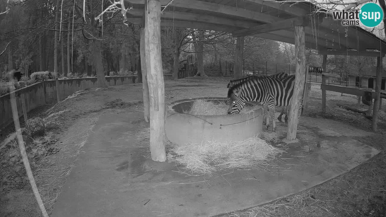 Zebre v živo v živalskem vrtu Ljubljana ZOO spletne kamere