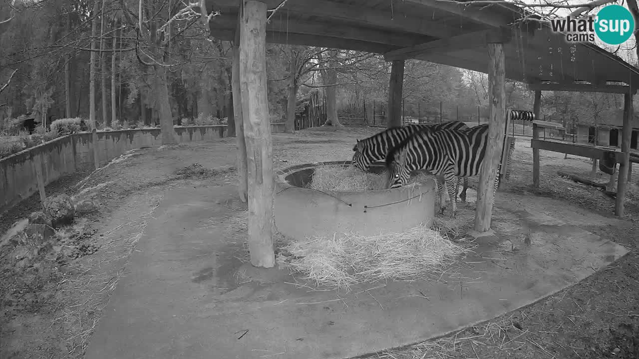 Web kamera uživo Zebras u ZOO Ljubljana – Slovenija