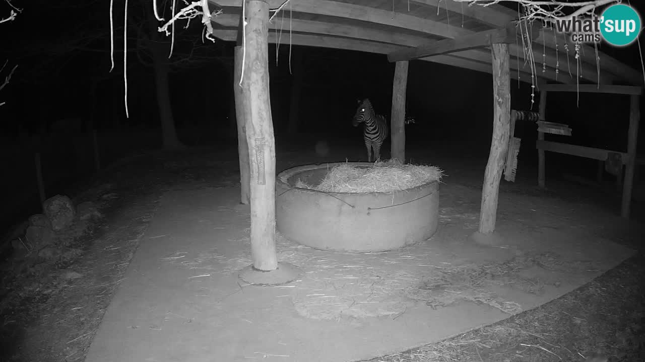 Le Zebre nello ZOO di Ljubljana – Slovenia Live webcam