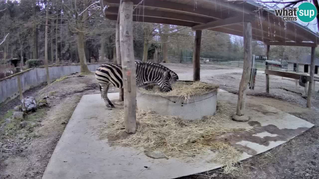 Live webcam Les zèbres in Ljubljana ZOO – Slovénie