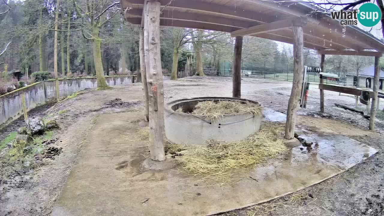 Live webcam Les zèbres in Ljubljana ZOO – Slovénie