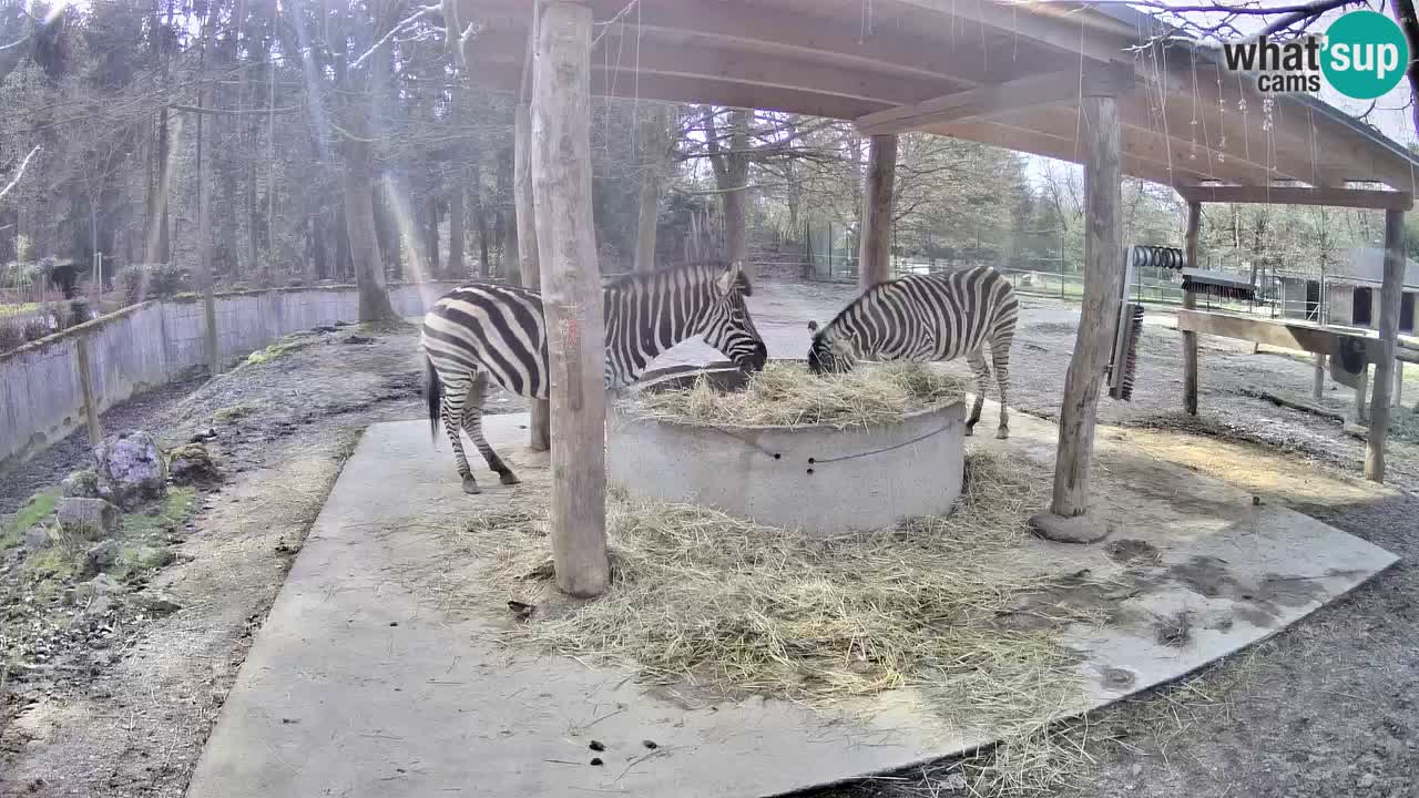 Camera en vivo Cebras in Ljubljana ZOO – Eslovenia