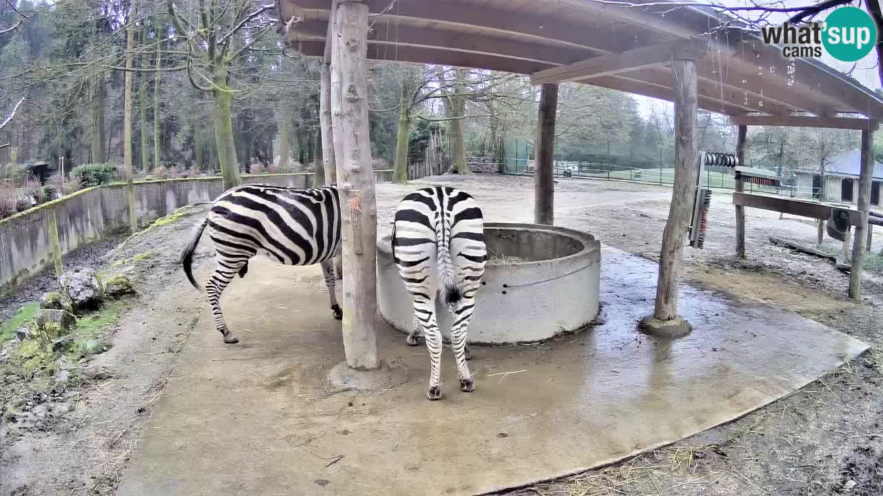 Le Zebre nello ZOO di Ljubljana – Slovenia Live webcam