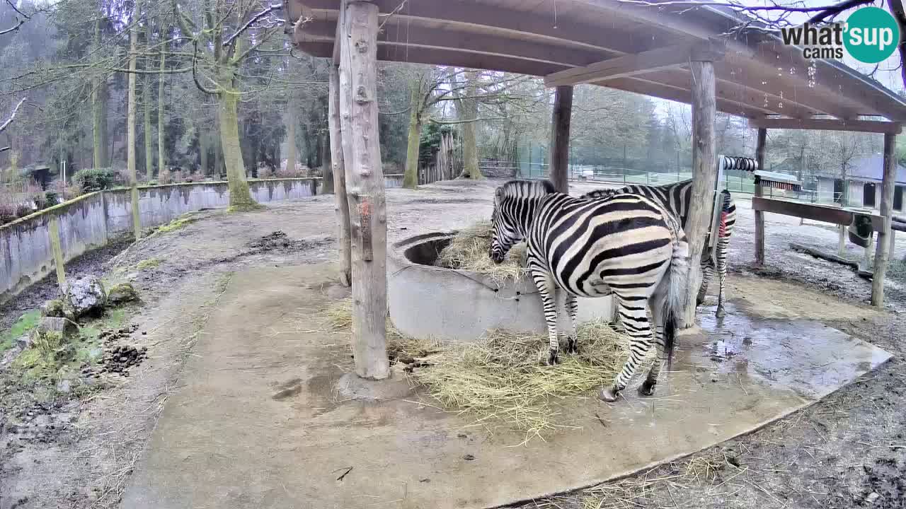 Web kamera uživo Zebras u ZOO Ljubljana – Slovenija