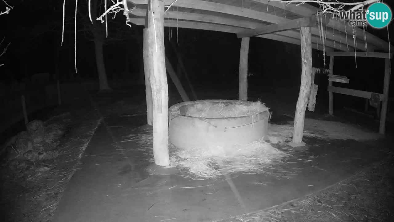 Live webcam Les zèbres in Ljubljana ZOO – Slovénie