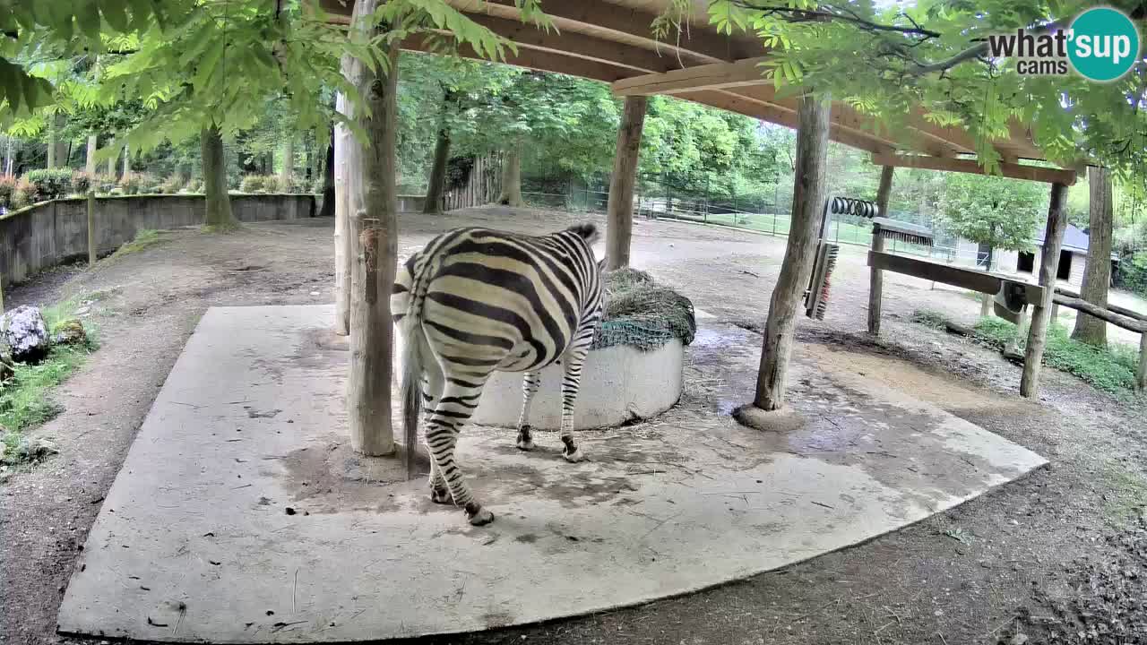 Live webcam Zebras in Ljubljana ZOO – Slovenia