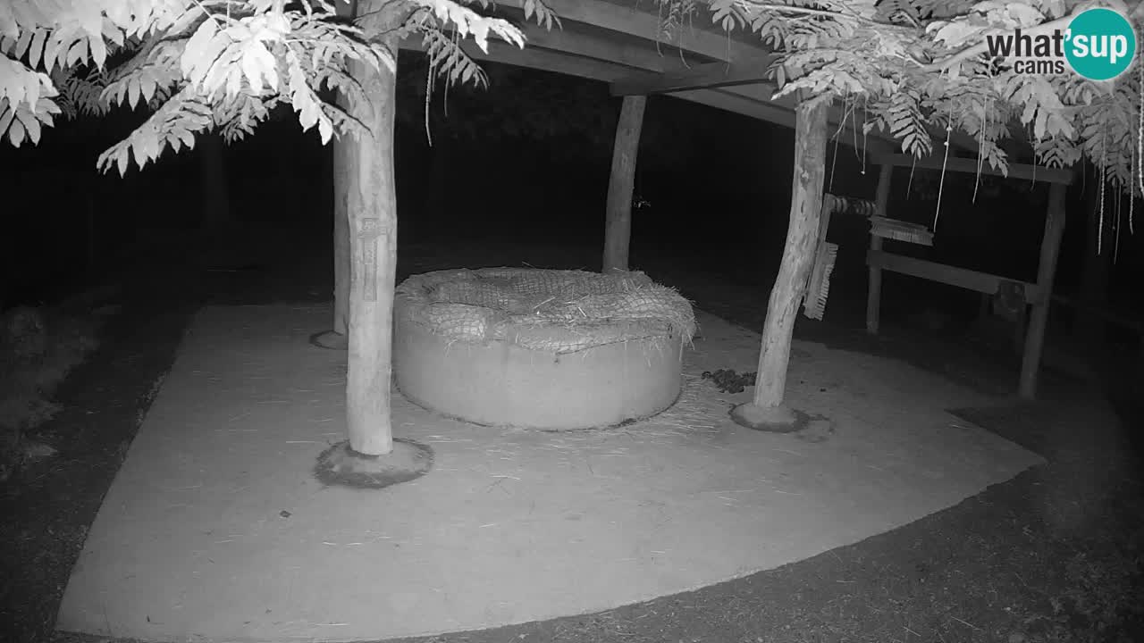 Live webcam Zebras in Ljubljana ZOO – Slovenia