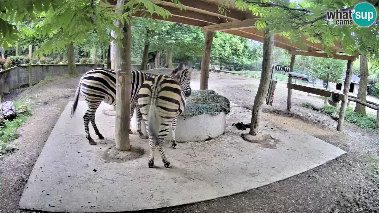 Le Zebre nello ZOO di Ljubljana – Slovenia Live webcam