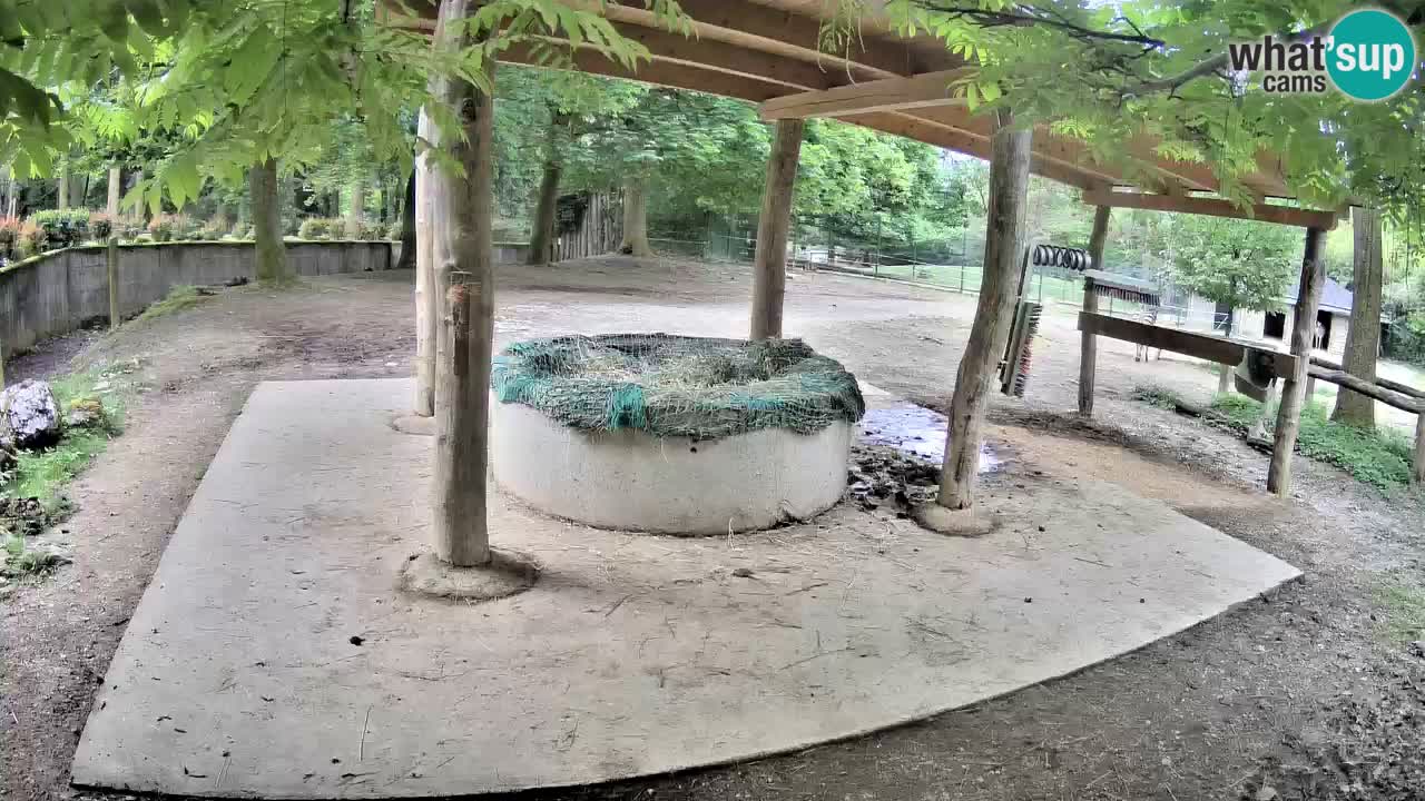 Le Zebre nello ZOO di Ljubljana – Slovenia Live webcam