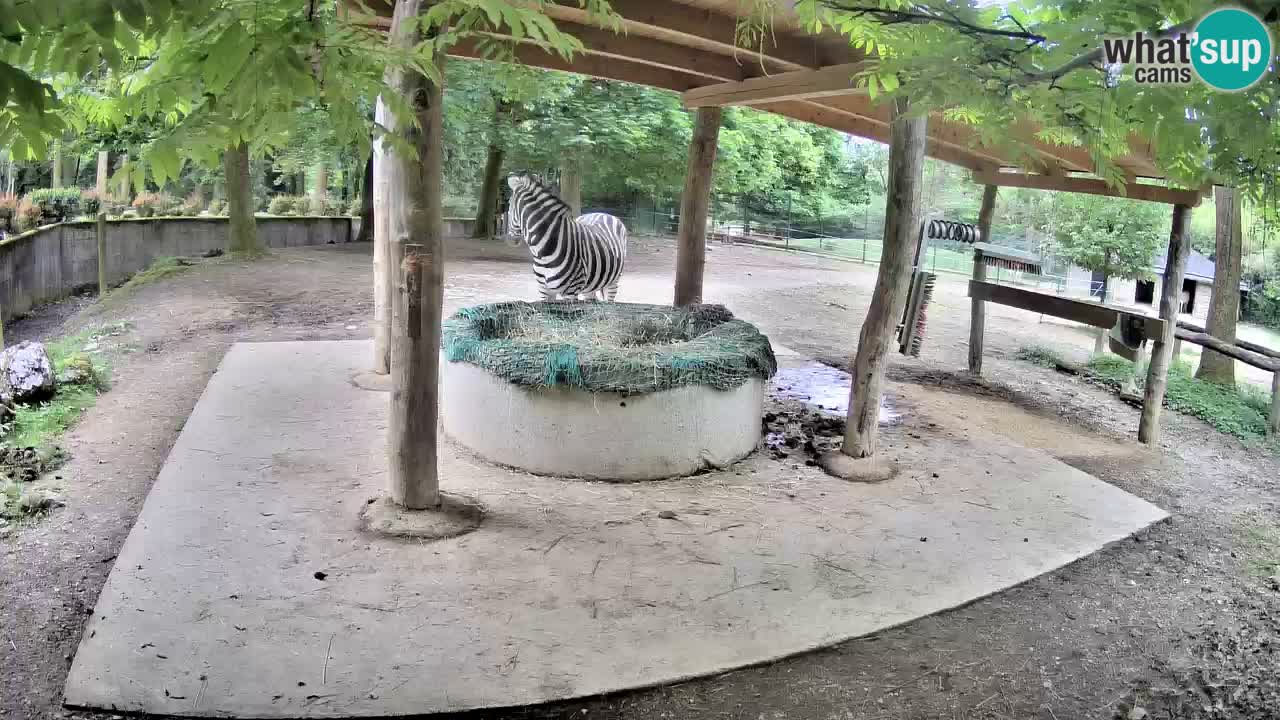 Live webcam Zebras in Ljubljana ZOO – Slovenia