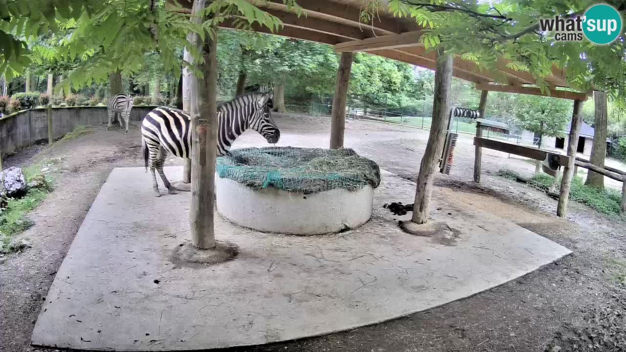 Web kamera uživo Zebras u ZOO Ljubljana – Slovenija