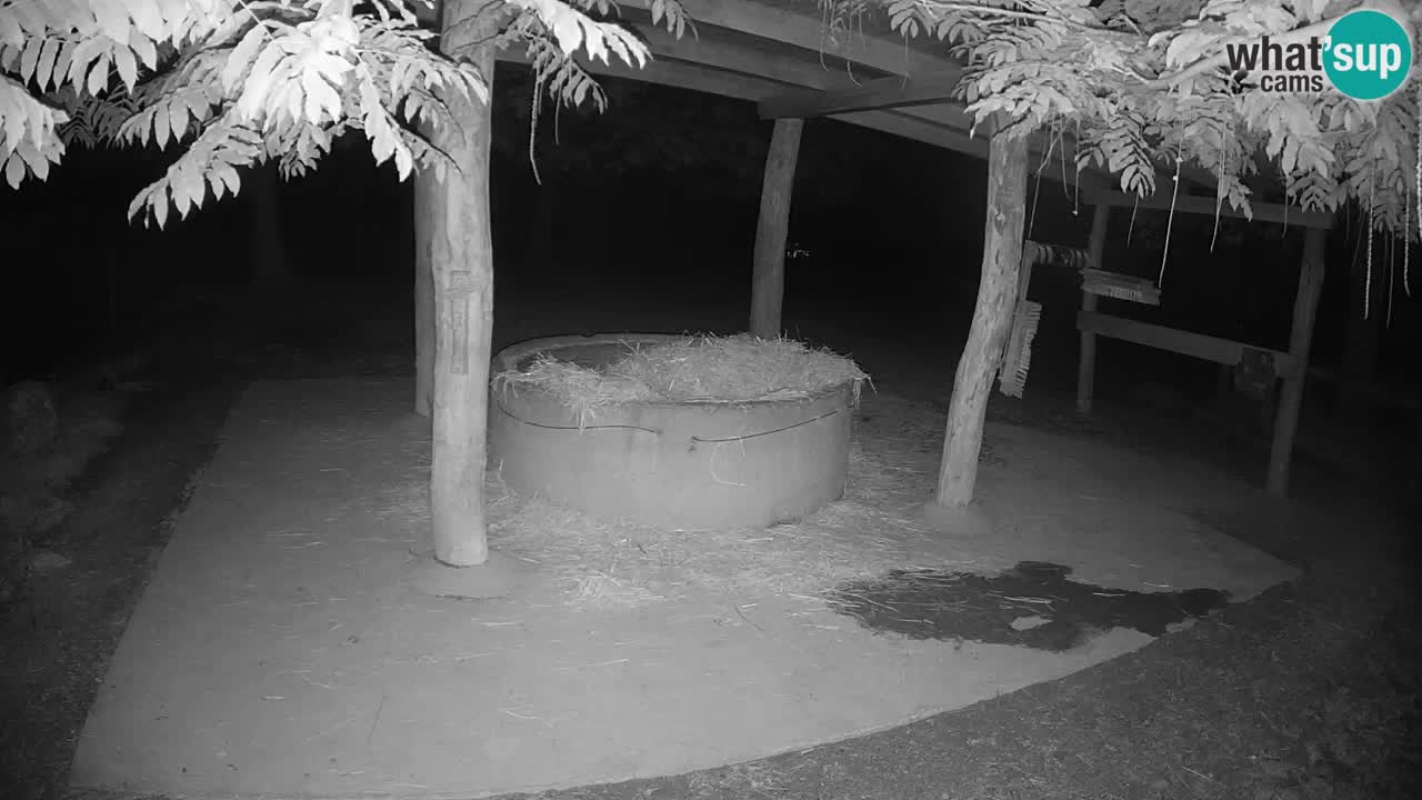 Live Webcam Zebras in Ljubljana ZOO – Slowenien
