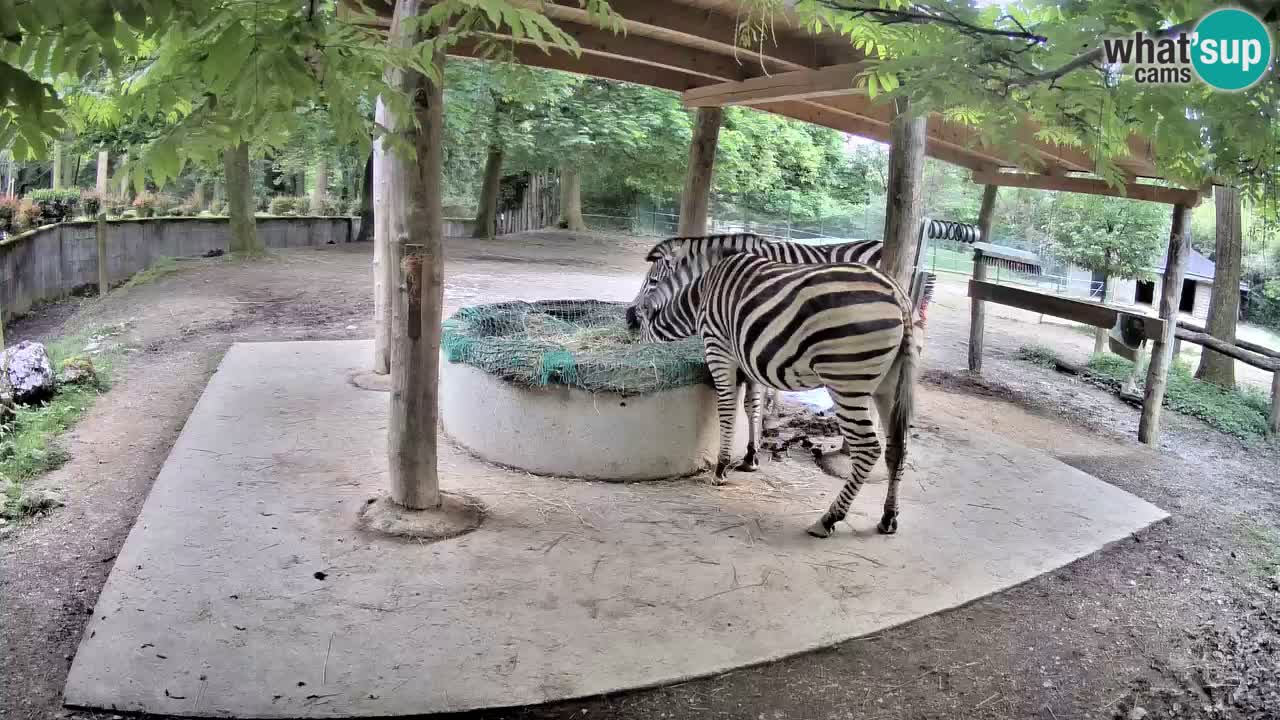 Zebre v živo v živalskem vrtu Ljubljana ZOO spletne kamere