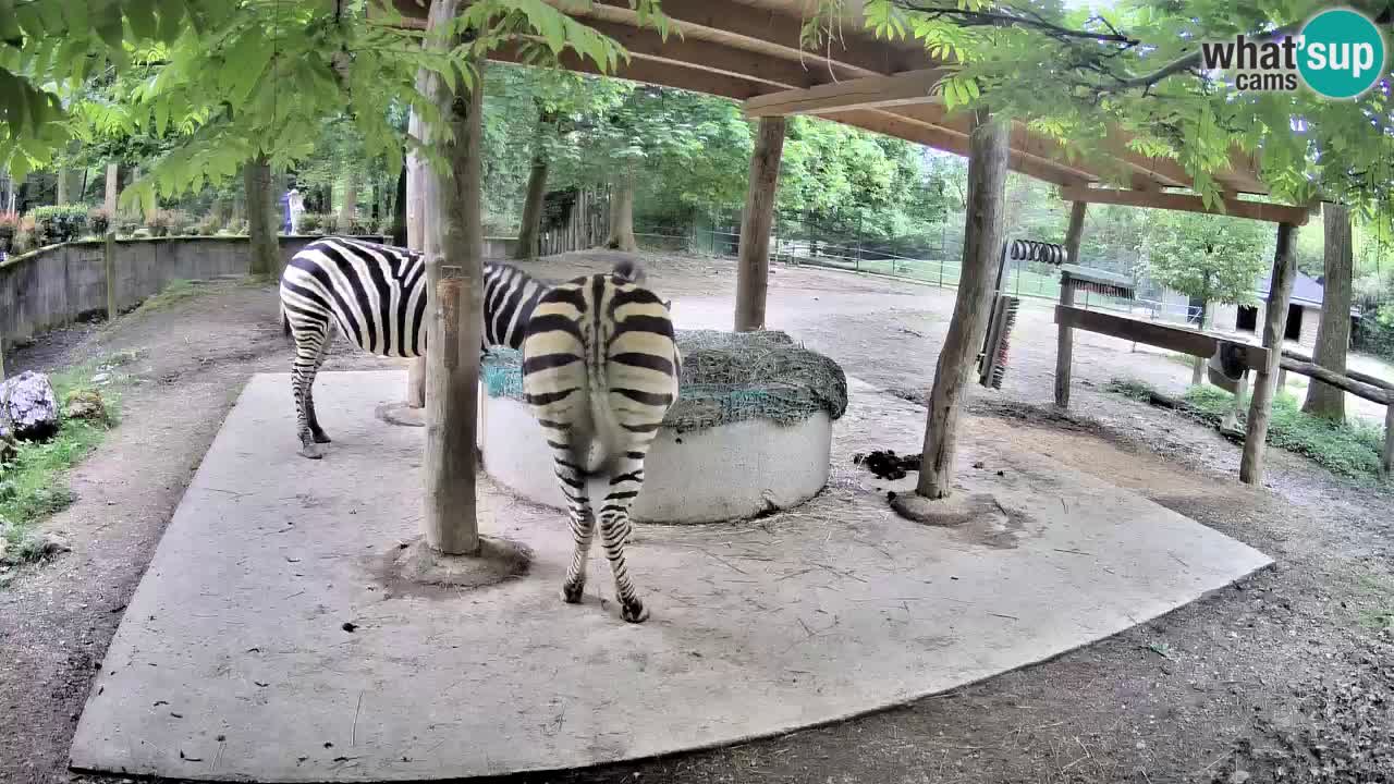 Camera en vivo Cebras in Ljubljana ZOO – Eslovenia