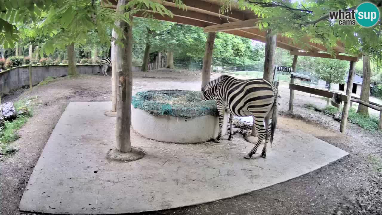 Live webcam Les zèbres in Ljubljana ZOO – Slovénie