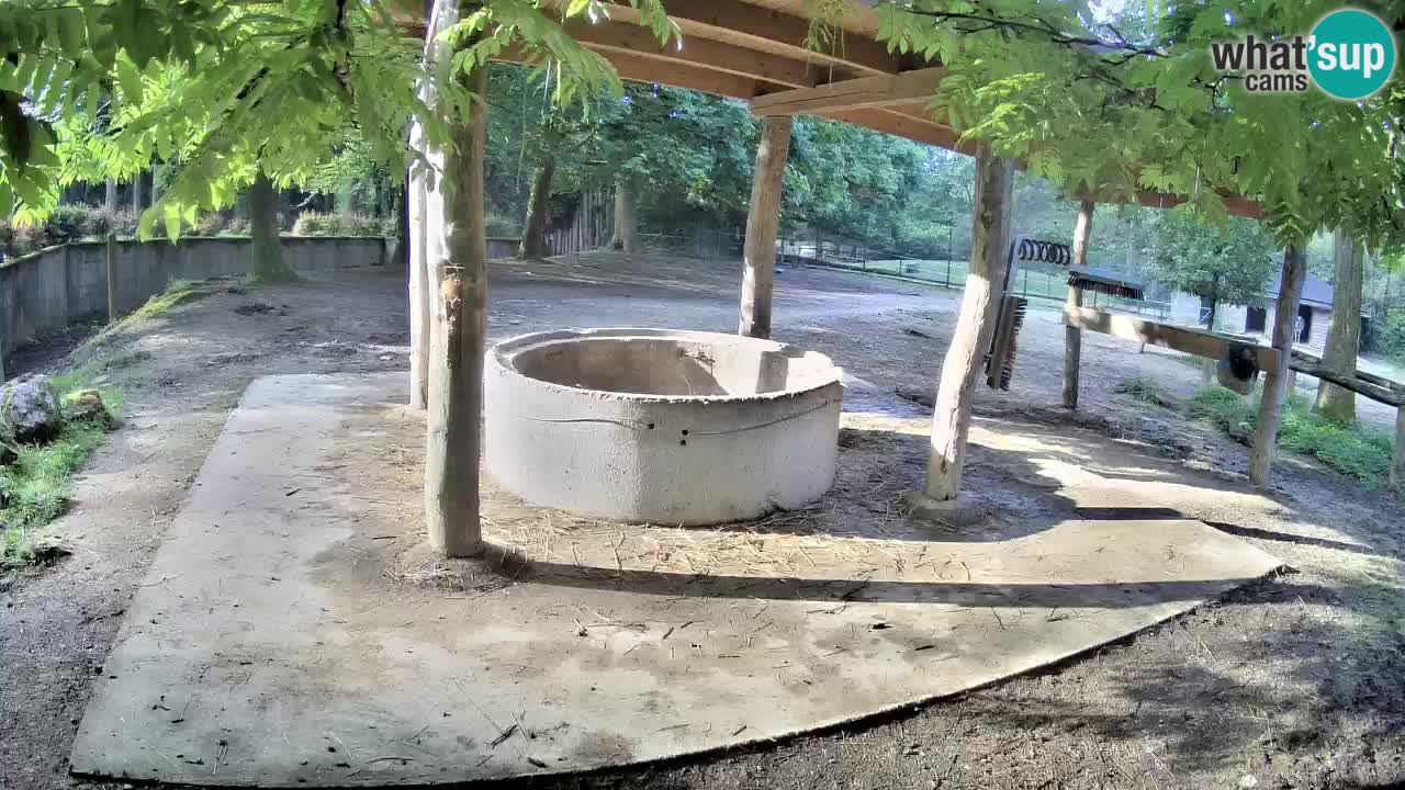 Web kamera uživo Zebras u ZOO Ljubljana – Slovenija