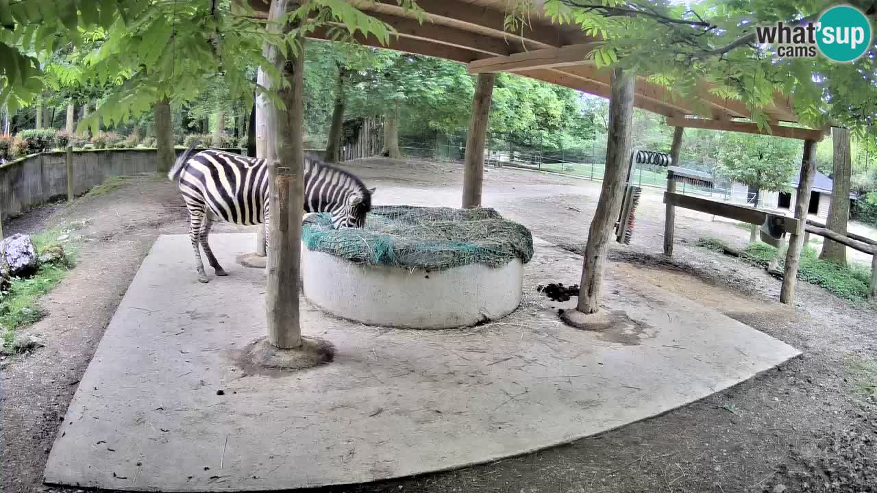 Live webcam Zebras in Ljubljana ZOO – Slovenia