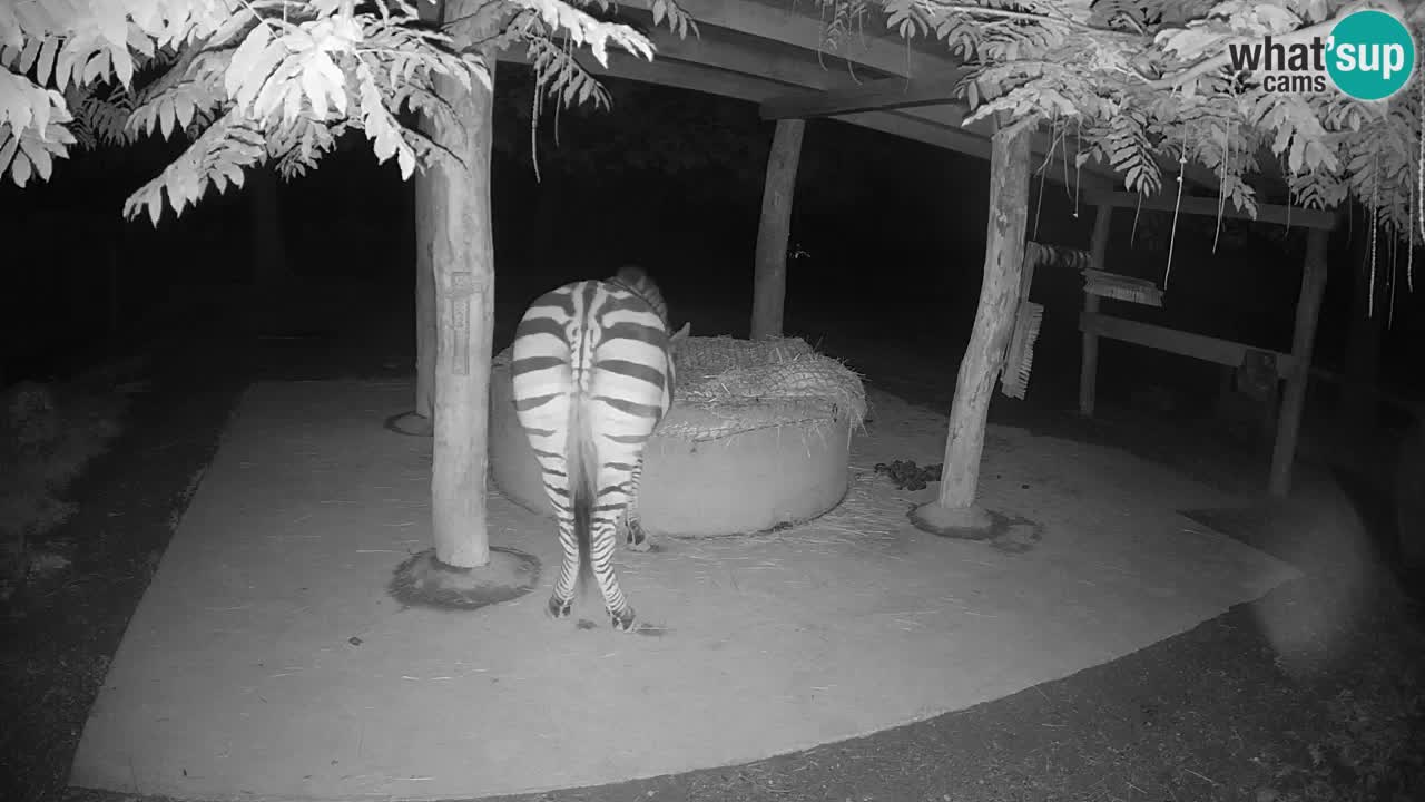 Web kamera uživo Zebras u ZOO Ljubljana – Slovenija