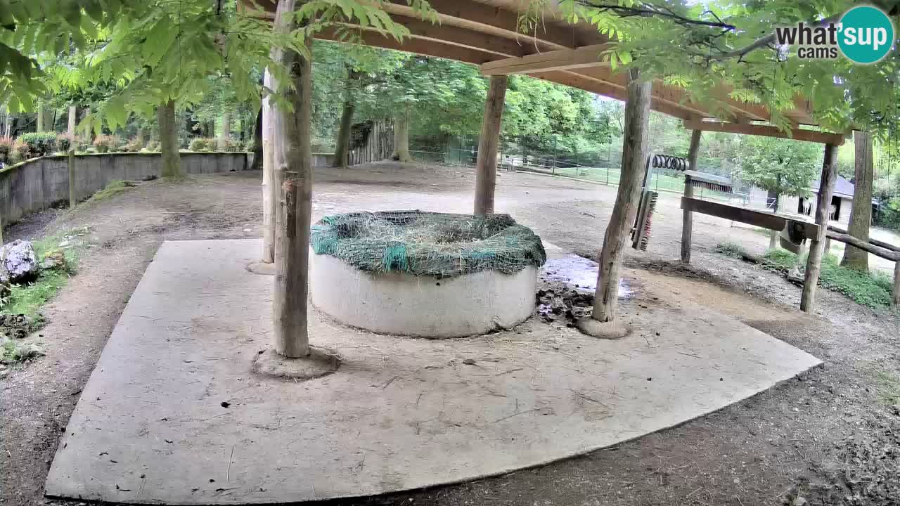 Le Zebre nello ZOO di Ljubljana – Slovenia Live webcam