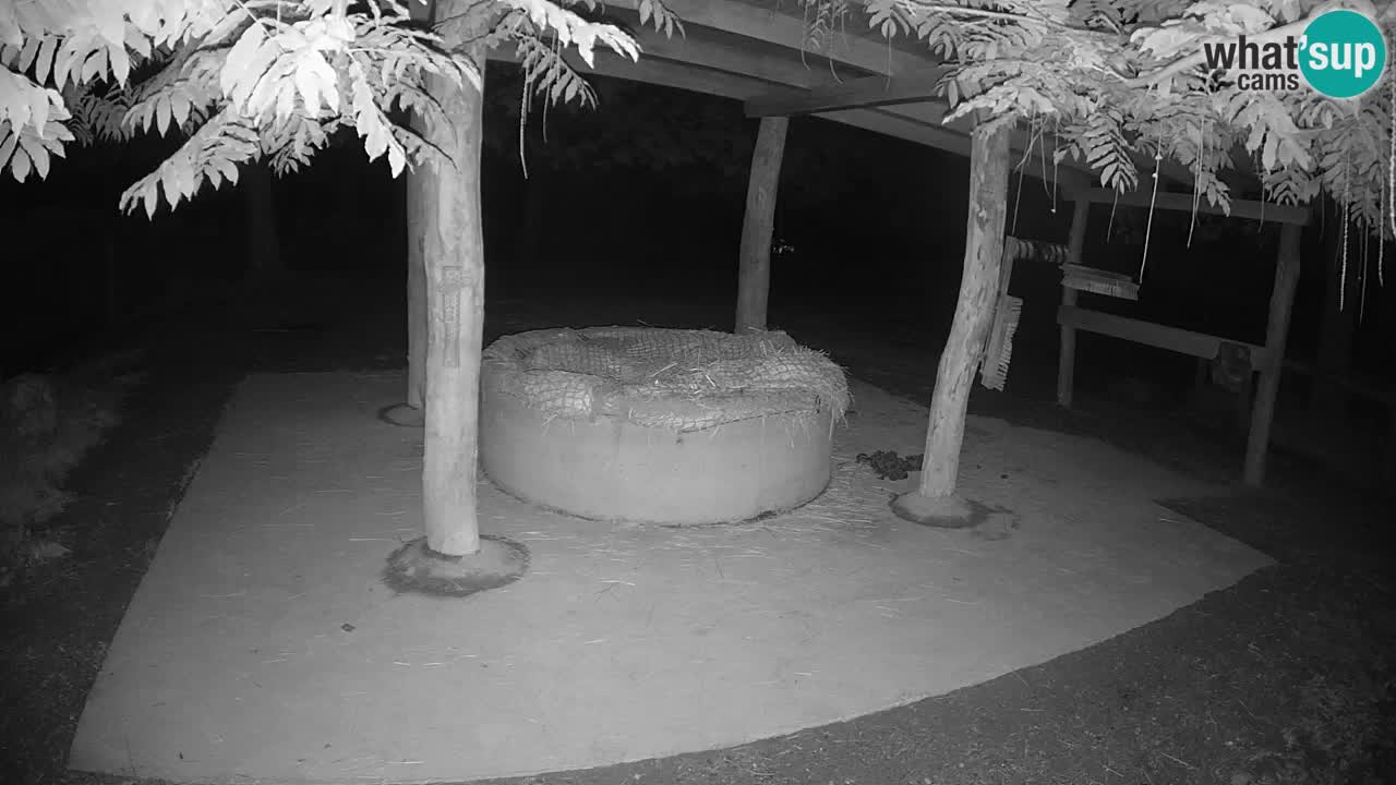 Camera en vivo Cebras in Ljubljana ZOO – Eslovenia