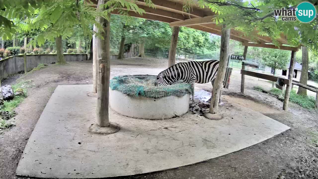 Zebre v živo v živalskem vrtu Ljubljana ZOO spletne kamere