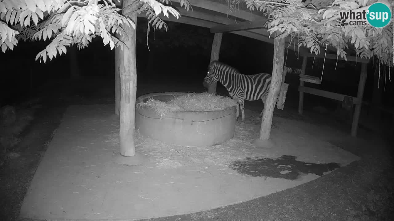 Live webcam Zebras in Ljubljana ZOO – Slovenia