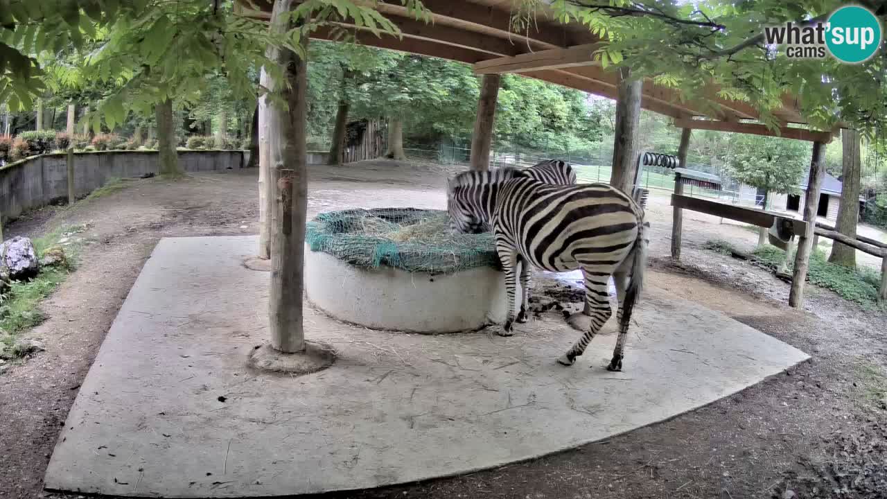 Zebre v živo v živalskem vrtu Ljubljana ZOO spletne kamere