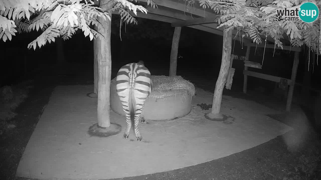 Live webcam Zebras in Ljubljana ZOO – Slovenia