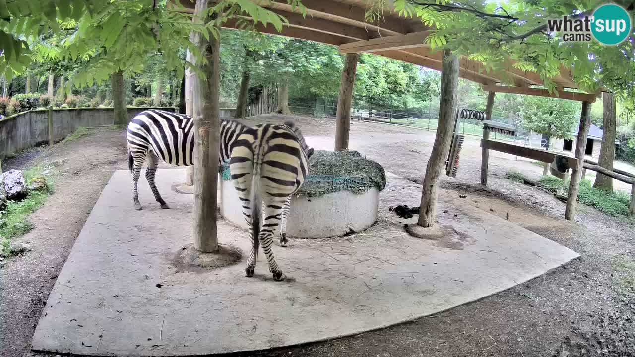 Live webcam Zebras in Ljubljana ZOO – Slovenia