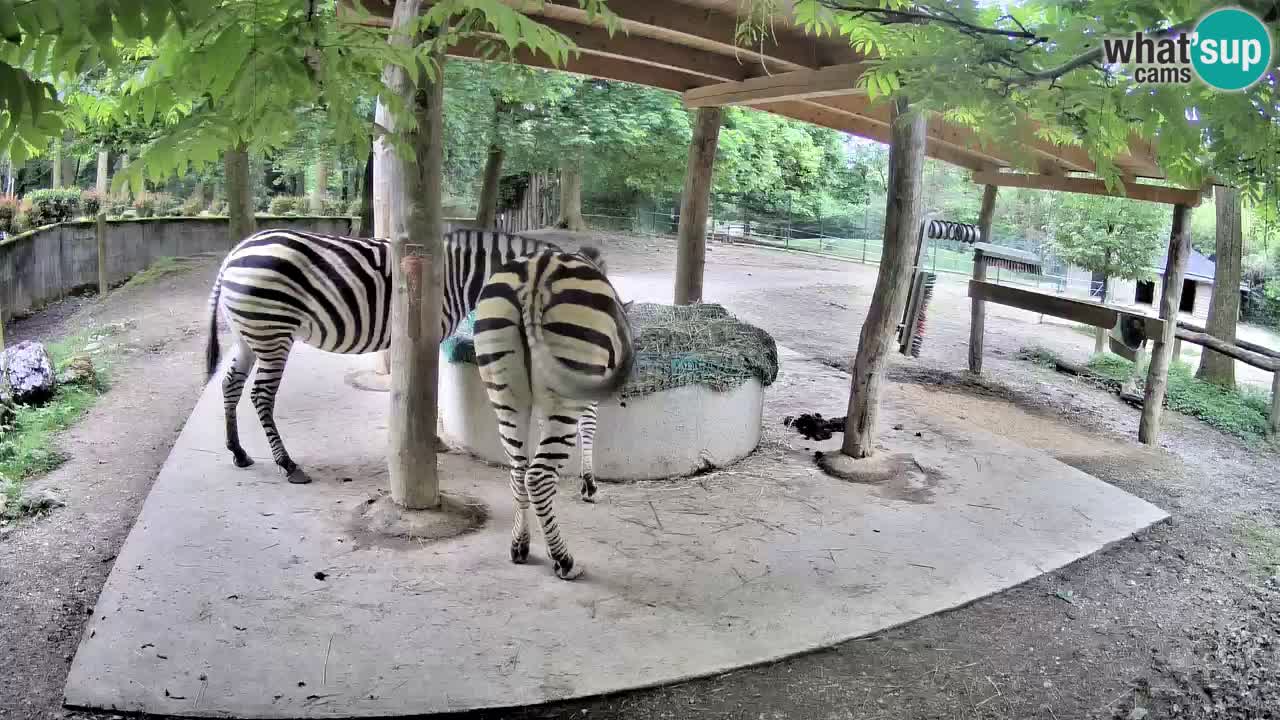 Live webcam Zebras in Ljubljana ZOO – Slovenia