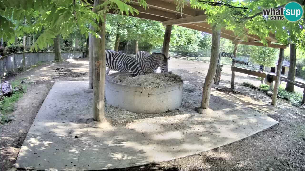 Live webcam Zebras in Ljubljana ZOO – Slovenia
