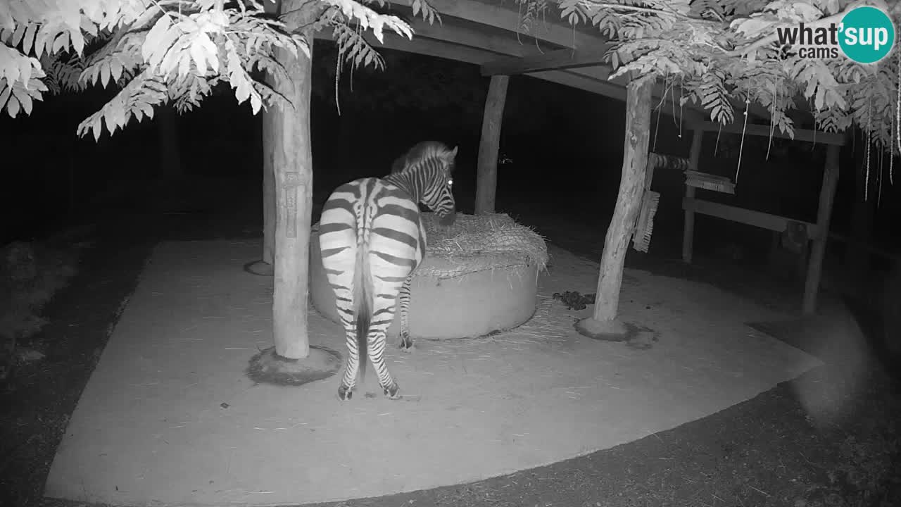 Le Zebre nello ZOO di Ljubljana – Slovenia Live webcam
