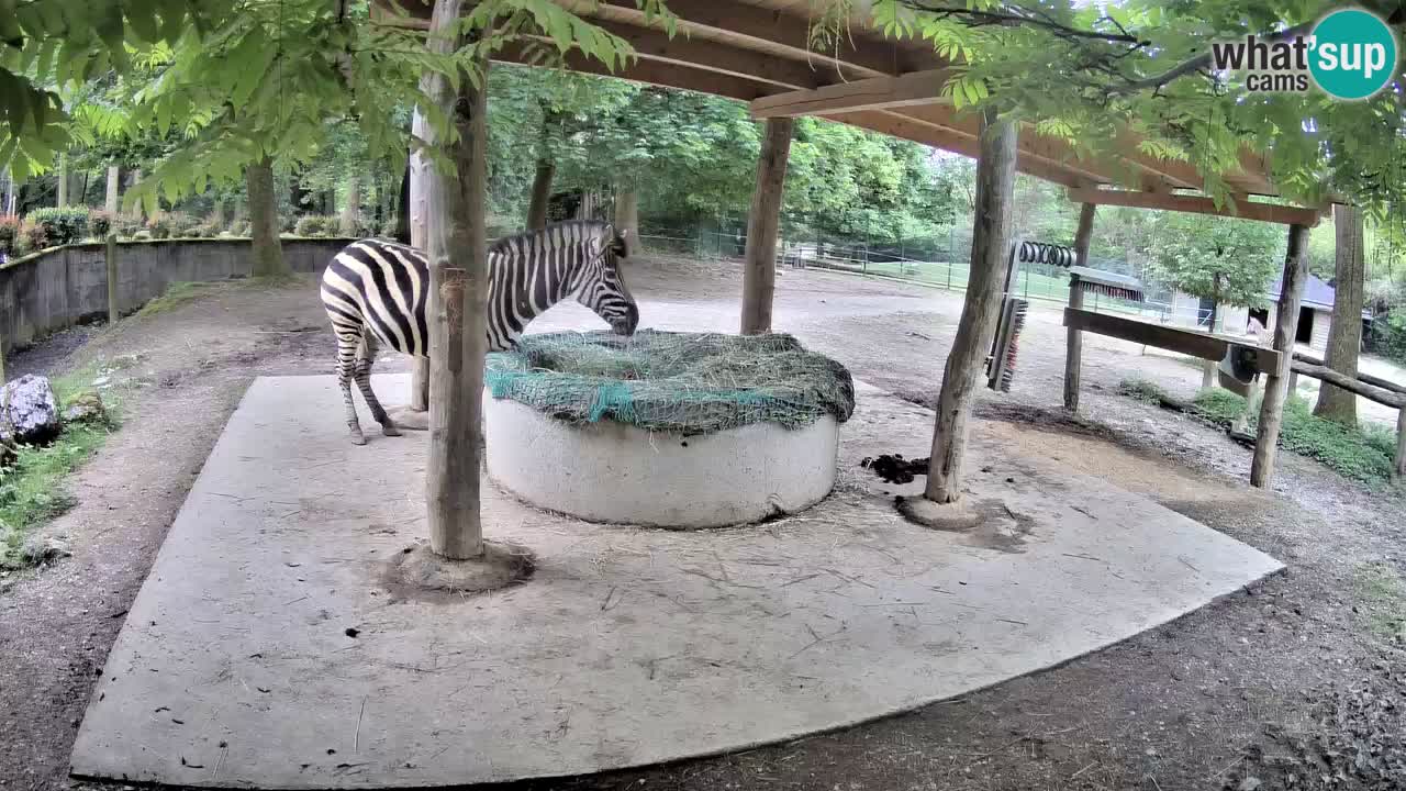 Web kamera uživo Zebras u ZOO Ljubljana – Slovenija