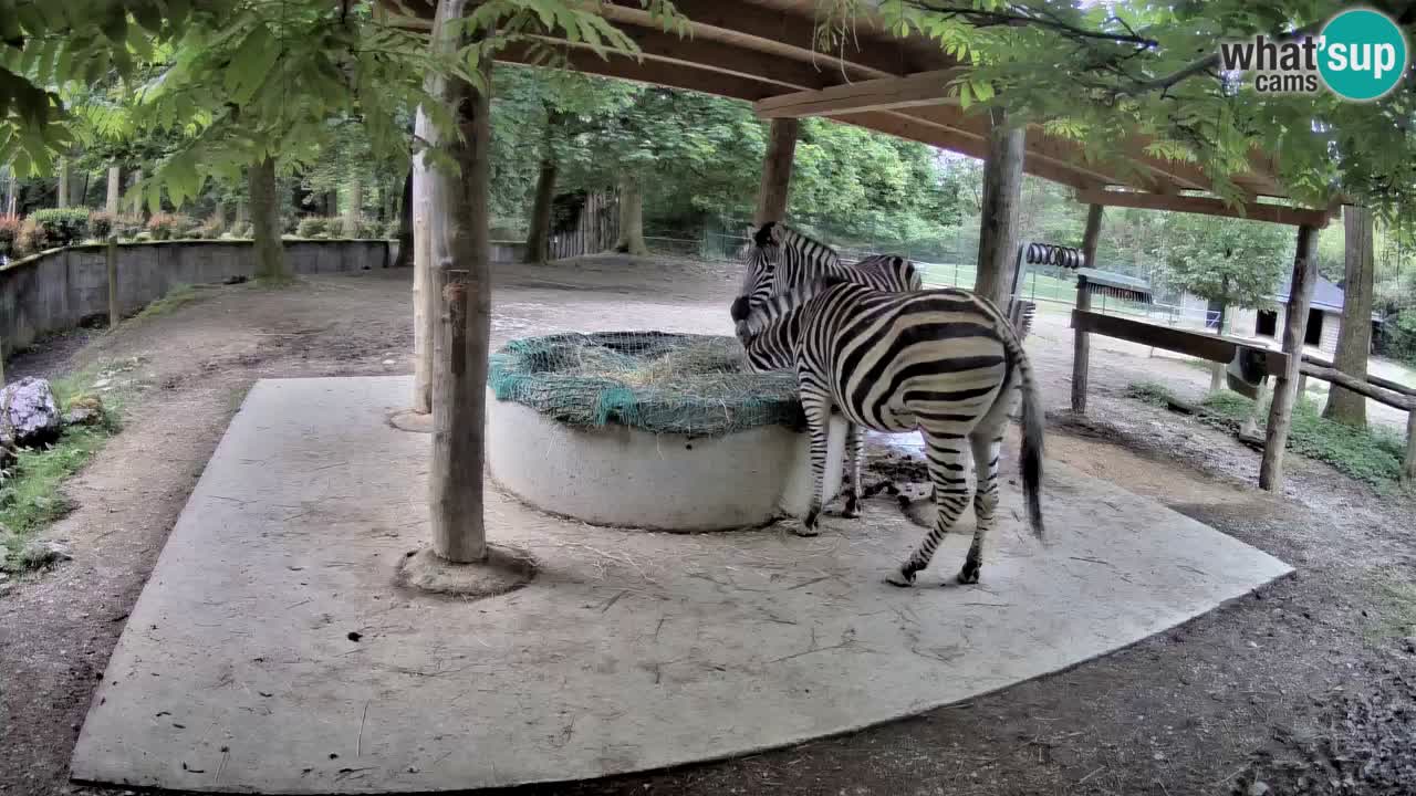 Live webcam Les zèbres in Ljubljana ZOO – Slovénie