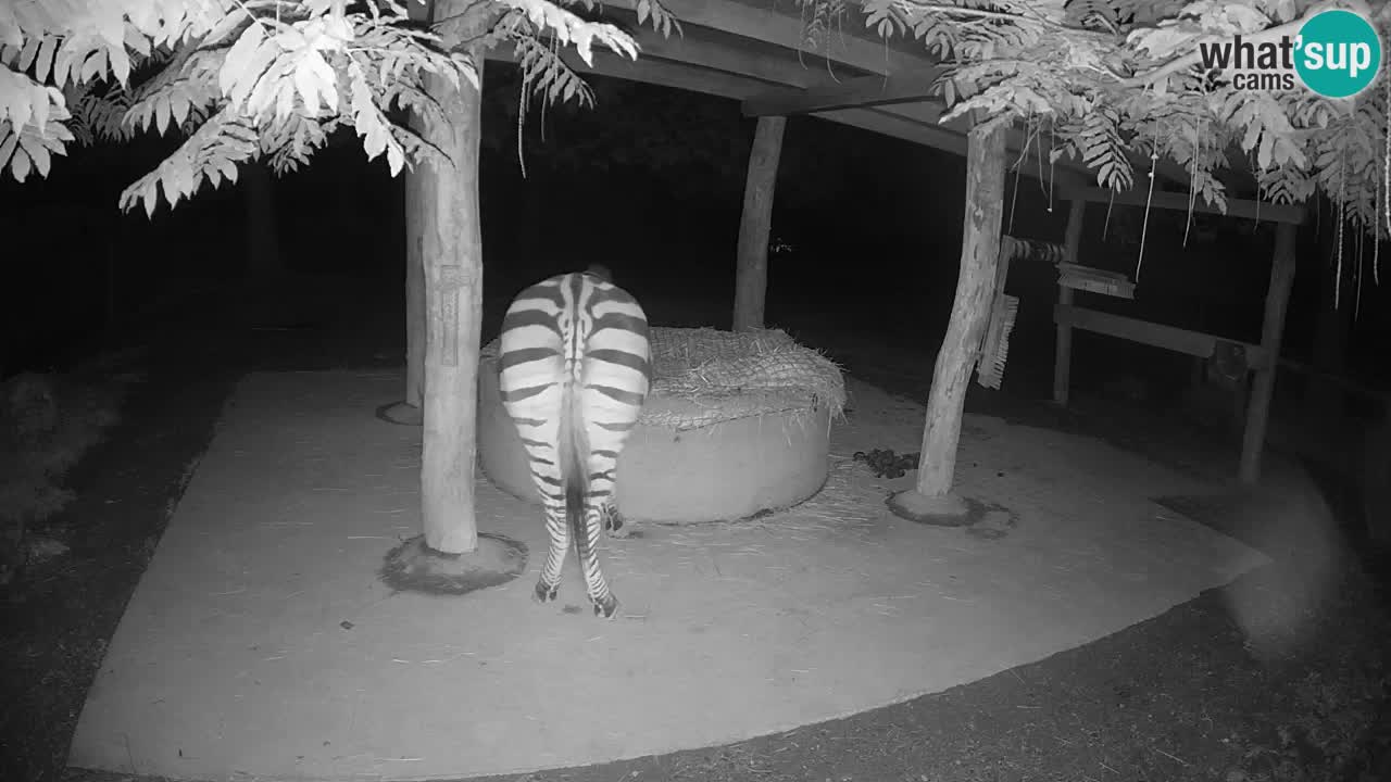 Live webcam Les zèbres in Ljubljana ZOO – Slovénie